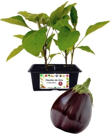 P. Piantine da Orto | Melanzana Tonda, Kit da 4 piantine, Pianta Pronta per il Trapianto, Pianta Vera da Orto, da Balcone, e da Esterno, Vivaio Italiano