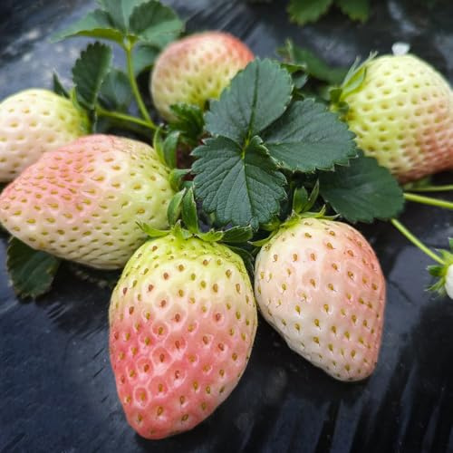 fragole semi di fragola Le da giardino sono perenni resistenti di fragola biologici per luoghi soleggiati, giardino roccioso 600pcs