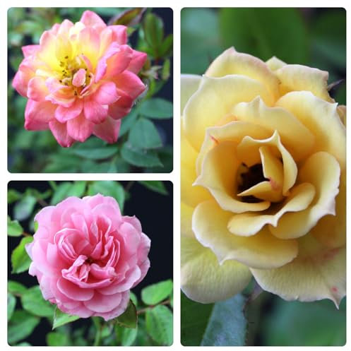 Bodendeckerrosen von Intragarten - 6 Stück im Set