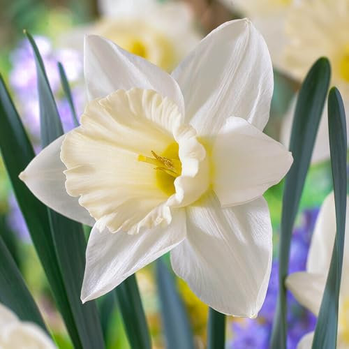 Bulbi Fiori Perenni da Esterno - 25 Bulbi di Narciso Mount Hood - Piante e fiori esclusivi dall'Olanda - Profumati - per giardino e vaso (non semi, non artificiali)