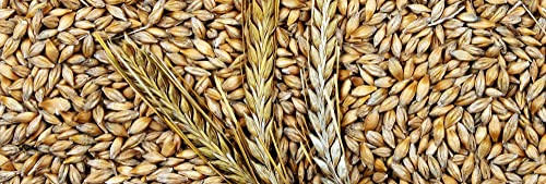 MANGIMI-CEREALI-GRANAGLIE SEMPLICI PER L'ALIMENTAZIONE DI ANIMALI DA CORTILE -NO-OGM- SACCO 25KG (ORZO)