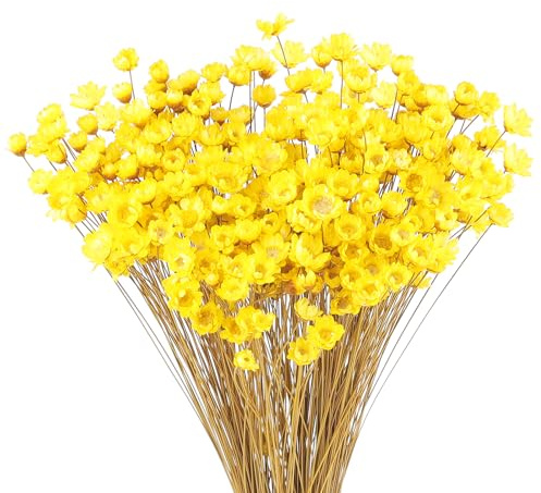 300 Pezzi Steli Di Fiori Secchi Margherita Essiccato Brasiliano Giallo Mini Bouquet Naturali Per Decorare Oggetti Di Scena