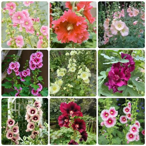 200 Pcs Stockrosen Samen Winterhart Mehrjährig - Alcea Rosea - Kletterpflanzen Winterhart, Bio Saatgut Stockrose Samen, Bienenweide Saatgut Mehrjährig, Geschenke Für Gartenfreunde