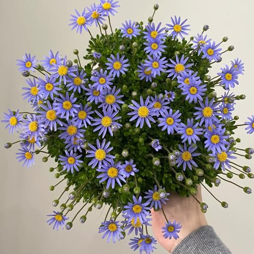 margeriten samen mehrjährig winterhart - sträucher winterhart, garten pflanzen winterharte margeritensamen blumen mehrjährig winterhart, pflanzensamen exotisch steinpflanzen 600pcs