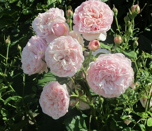 Dehner Kletterrose Divina, Züchter Tantau, dicht gefüllte duftende rosa Blüten, 15-30 cm exkl. Pflanztopf, Topfware