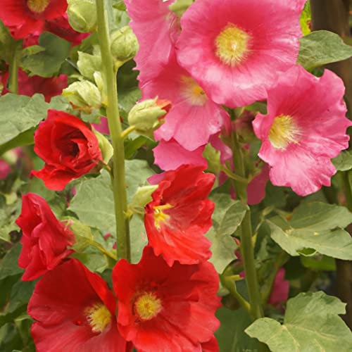 Hollyhocks Happy Lights Mixed Flower Seeds - 20 Organic Untreated Seeds
