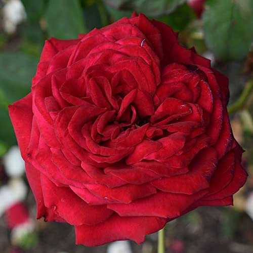Plant Theory Loving Memory Rose Bush Red Flowering Roses Hybrid Tea Rose 4L Pot