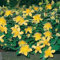 Teppich-Johanniskraut Rose von Sharon - Hypericum calycinum Rose von Sharon - leuchtend gelb blühende Bienenstaude im 9 cm Topf - frisch aus der Gärtnerei - Pflanzen-Kölle Gartenstaude