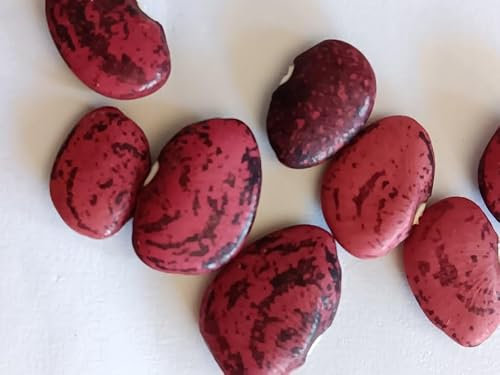 FAGIOLO LIMA CALICO RED PRODUZIONE DEL 2024 COLTIVATO IN ITALIA 15 SEMI