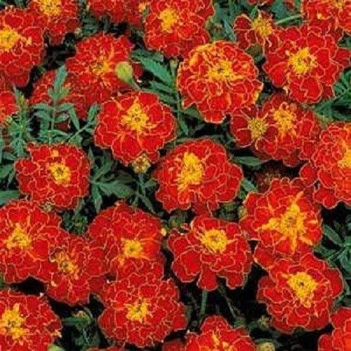 Souci Tagetes rossi 50 Semi da giardino