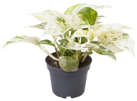 Epipremnum Pinnatum 'Marble Queen' – Pflegeleichte Efeutute mit Marmorblättern (ca. 25 cm) – Dekorative Zimmerpflanze, Ideal für Zuhause & Büro, Luftreinigend