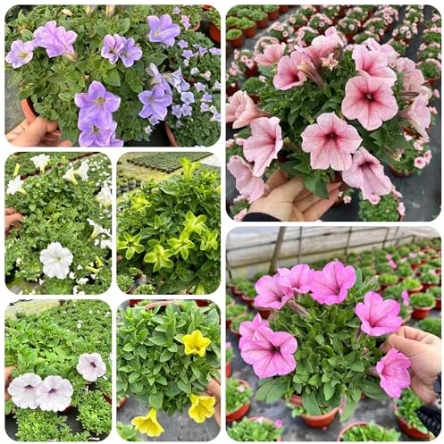 semi di petunia, rari di da interno decorative da giardino resistenti 300pcs