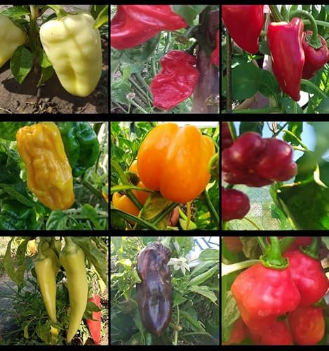 Poivrons, 9 types de piments, 90 graines (17)