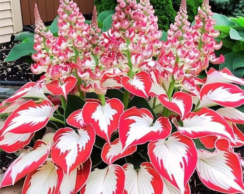 Rizoma di Hosta,Vitali- Naturali- Freschi,Compatti, Robusti-4 Rizoma