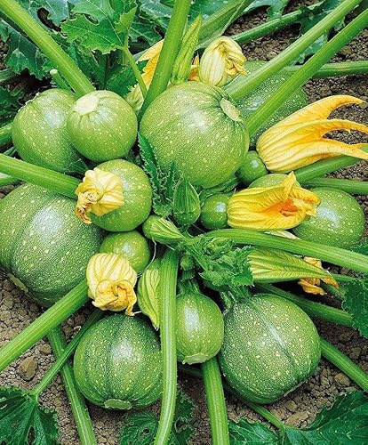 Semi di Zucchino Tondo di Nizza per Orto e Coltivazione in Vaso da Balcone, Cucurbita Pepo chiara, zucchini seeds