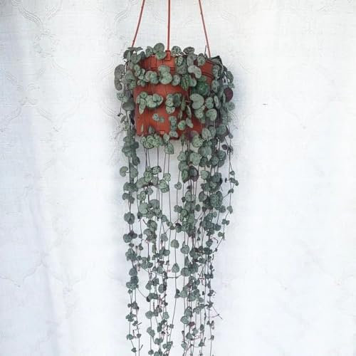 120 pcs Ceropegia woodii Samen, bonsai samen, garten geschenk Leuchterblume Samen, bonsai topf baumsamen gewächshaus balkon exotische pflanzen winterhart herbstpflanzen winterhart