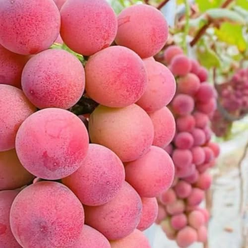 semi d'uva, vecchie varietà esotico semi di serre da balcone frutto colonnare da frutto uva, balcone nani, resistenti raro colonnari giardino 30pcs