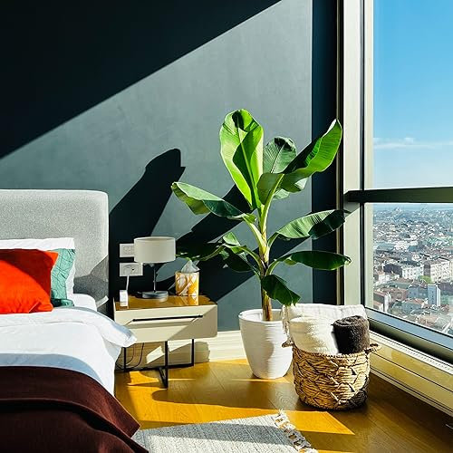 Dwarf Banana Musa Acuminata Tropical Houseplant Seeds - 5 Rare Seeds