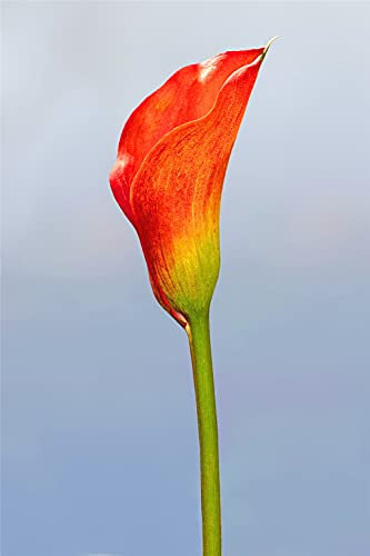 Calla Lily Bulbi Fragrante Colorato Balcone Decoratio Decorazione Soggiorno Charme Floral-10 Lampadine