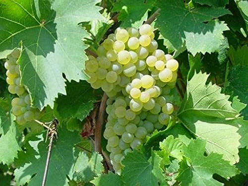 AMDGarden Pianta di Uva Vite Innestata da Tavola Fragola Bianca in Vaso 16 cm Rampicante