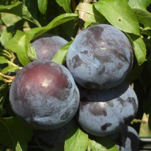 ALBERO DI SUSINO SUSINE PRUGNE PRUGNO - BLACK AMBER - IN VASO 17 cm