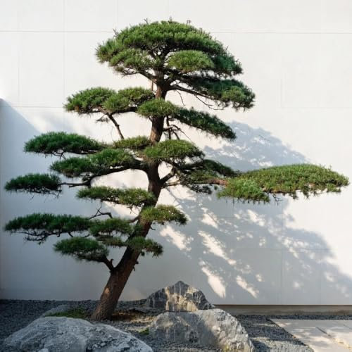 80 pcs Schwarzkiefer Baum Samen - Pinus thunbergii, bonsai tree bio saatgut urban gardening dekoration wohnzimmer garden pflanztöpfe zimmerbonsai bonsai bonzai baum pflanzendeko immergrüne