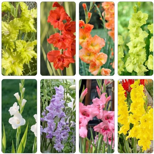 gladioli balcone serra giardino di interni gladioli balcone resistenti bulbi primavera giardino 7 pezzi