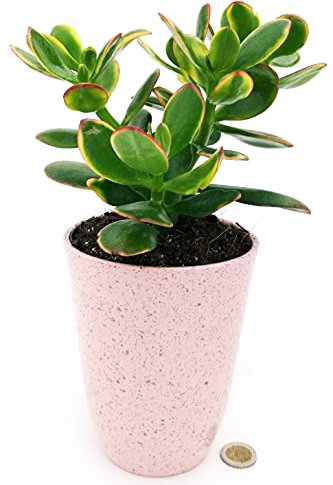 POWERS TO FLOWERS - CRASSULA OVATA VARIEGATA TRICOLOR, ALBERO DI GIADA, IN VASO CERAMICA ROSA ANTICO, pianta vera