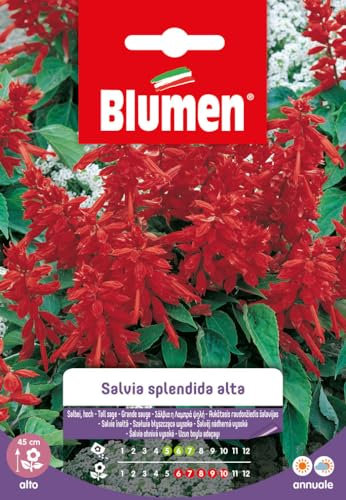 SEMI DI SALVIA SPLENDIDA ALTA BLUMEN