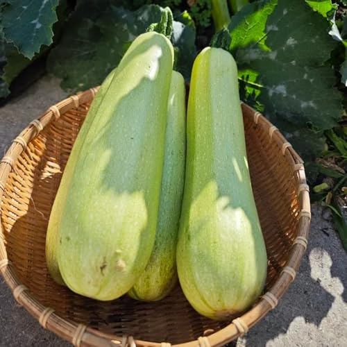zucchine rampicanti semi di da giardino resistenti semi di zucchine resistenti in vaso sostenibili Coltivazione rampicanti per giardini rocciosi 25semi