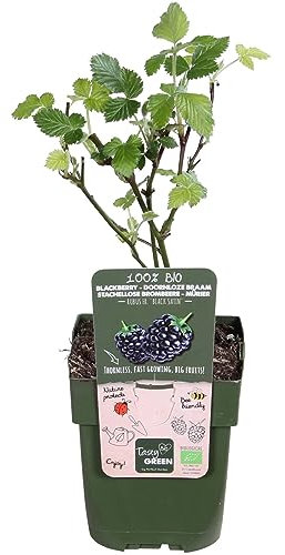 Murier 'Black Satin' – 45 cm – Ø 13 – Obststrauch