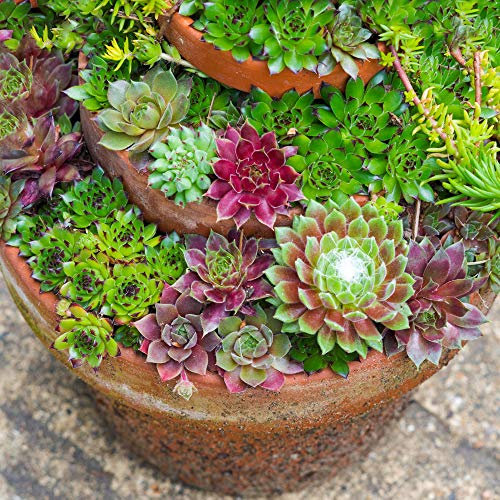 Sempervivum Mix - 5 Pflanzen | Zimmer-Sukkulente Hen & Chicks | 5-15cm mit Topf