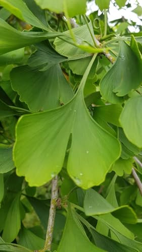 Ginkgo biloba (De Semis) / Arbre aux quarante écus/Godet Anti-Chignon/Arbre - Conifère