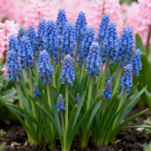 Jacinto de Uva/rizomas de Jacinto de Uva perennes resistentes/rizomas de jardín perennes/Jacinto raras para plantar en el jardín-a-8 Rizomas