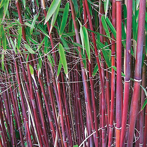 Red Umbrella Bamboo Plant for Outdoors Potted Easy to Grow Producing Red Stems and Contrasting Foliage for Screening, Containers & Borders, 2 x Fargesia Asian Wonder in 9cm Pots by Thompson & Morgan