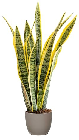 Bonplants Sansevieria Laurentii, Pianta Lingua di Suocera, Vaso 17 cm, h 70 cm (Vaso Tortora)