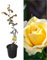 Planta natural Rosal de Flor Amarilla, 30-40 cm. Flores muy aromaticas. Atrae polinizadores, decora el jardín y mejora el bienestar emocional. Segura Garden
