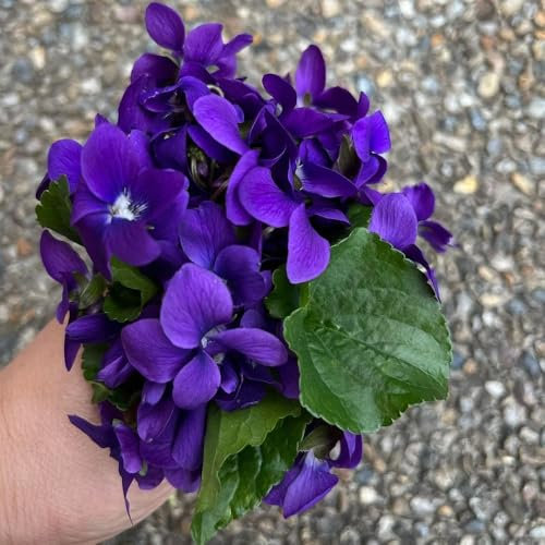 Duftveilchen samen - seltene pflanzen - winterharte pflanzen für garten, blumensamen mehrjährig winterhart stauden winterhart mehrjährig winterharte blumen Duftveilchen winterhart 300pcs