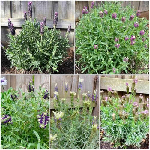 lavendelsamen, balkon, wild, exotische winterhart, garten, 500pcs