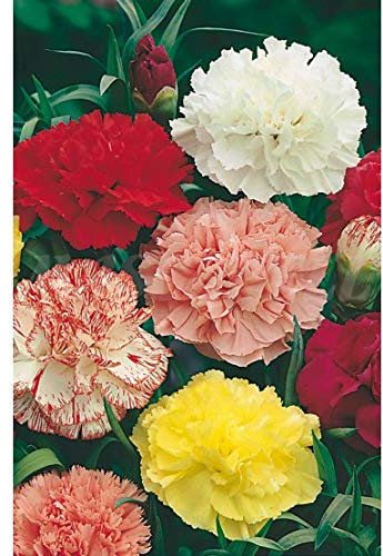 Semillas flores - Clavel chabaud mix - Mascarell