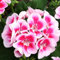Semillas frescas de flores de geranio rosa y blanco