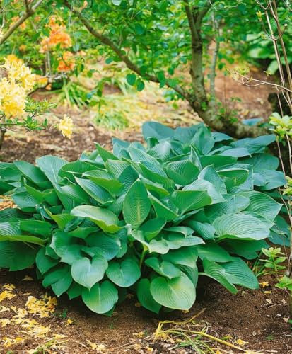 Hosta sieboldiana 'Big Daddy' 11x11 cm Topf – Winterhart & Mehrjährig & Pflegeleicht – Blaublatt-Funkie – Staude für Schattenbeet & Kübel