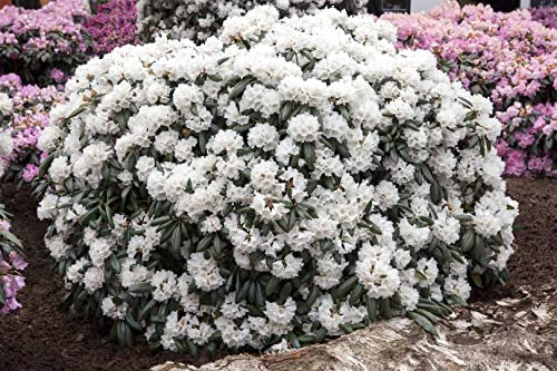 Rhododendron yak. 'Schneekissen' 25-30 cm - Rhododendron, weiße Blüten, Blütezeit Mai-Juni, ideal für schattige Gärten, immergrün, winterhart