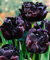 Lungo Periodo Di Fioritura,Bulbi Di Tulipano, Salutare,Purificazione Naturale,Fiori Decorativi,Lampadine Profumate-5 Bulbi-H
