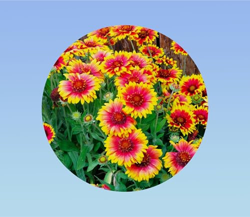 300 graines de Gaillarde - Gaillardia Aristata - plante Vivace