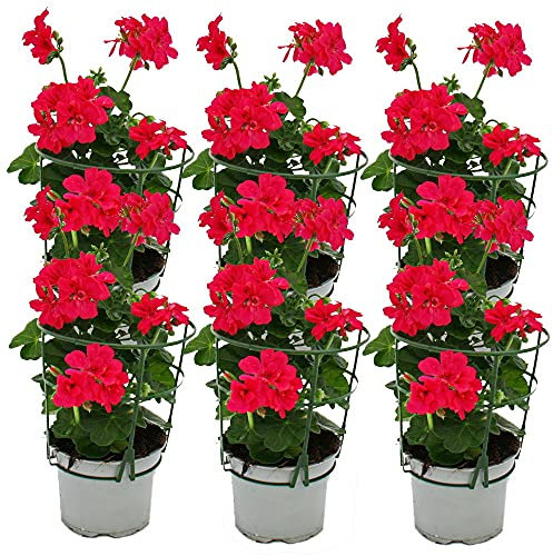 Géraniums suspendus - Pelargonium Peltatum - Pot de 12 cm - Lot de 6 plantes - Rose
