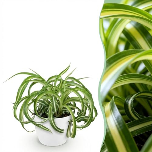 Chlorophytum comosum Bonnie - Lys d'herbe frisée - Plante pour animaux de compagnie - Vert - avec Potter White - 20cm - Øter Wit - Pot 12cm - Plante d'intérieur - - Plante avec pot
