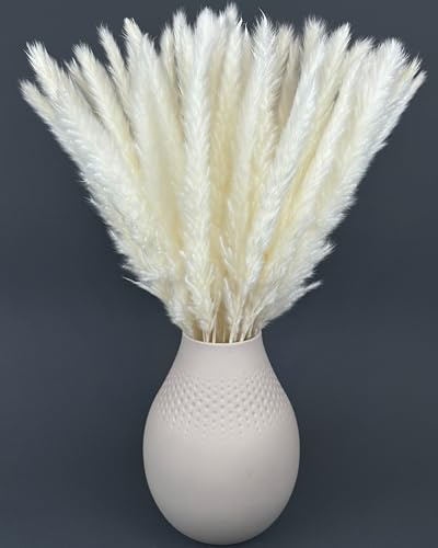 Nina-Maria's Deko Gold Pampasgräs vit – fluffigt torkat gräs 50–60 cm | Boho-torkade blommor, pampasdekoration för hem, vardagsrum & broms | aesthetic vas-arrangemang