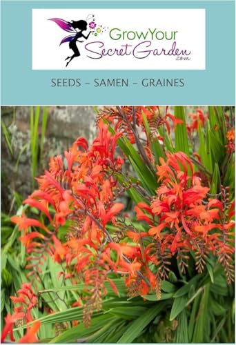 Crocosmia Lucifer - Montbretia rouge écarlate, vivace