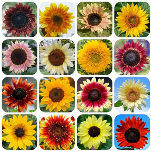 semillas de girasol decorativas resistentes para balcón girasol perenne de primavera, silvestres de balcón perennes resistentes 125pcs